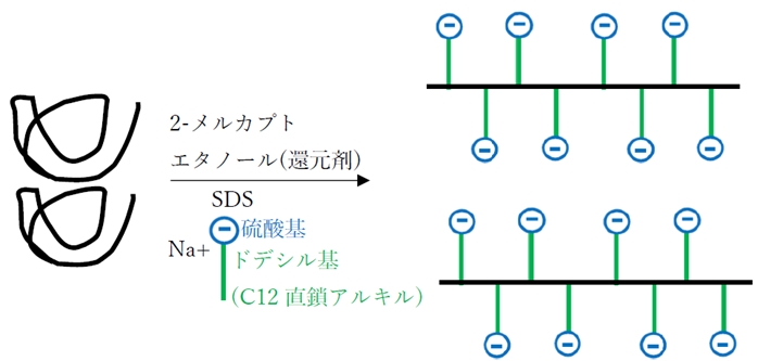 電気泳動 SDS-PAGEの原理 薬学99回問98の2